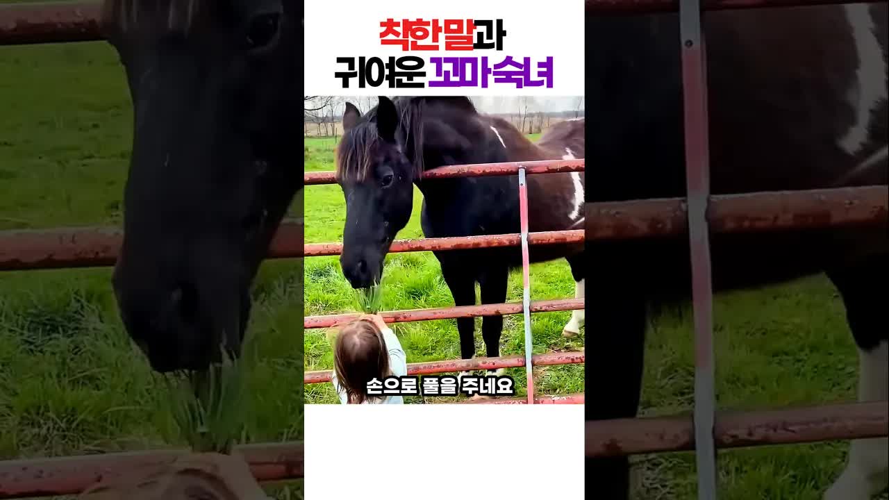 꼬마와 말의 따뜻한 교감 순간