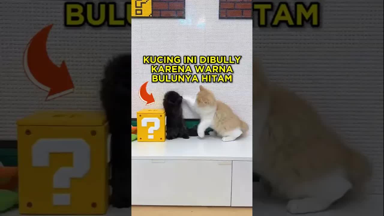 Kucing hitam dibully lalu dapat kasur hitam empuk
