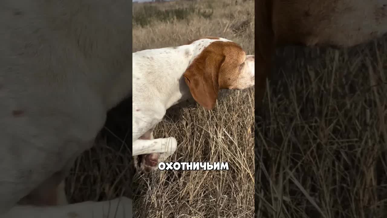 Почему пойнтер дрожит перед выстрелом?