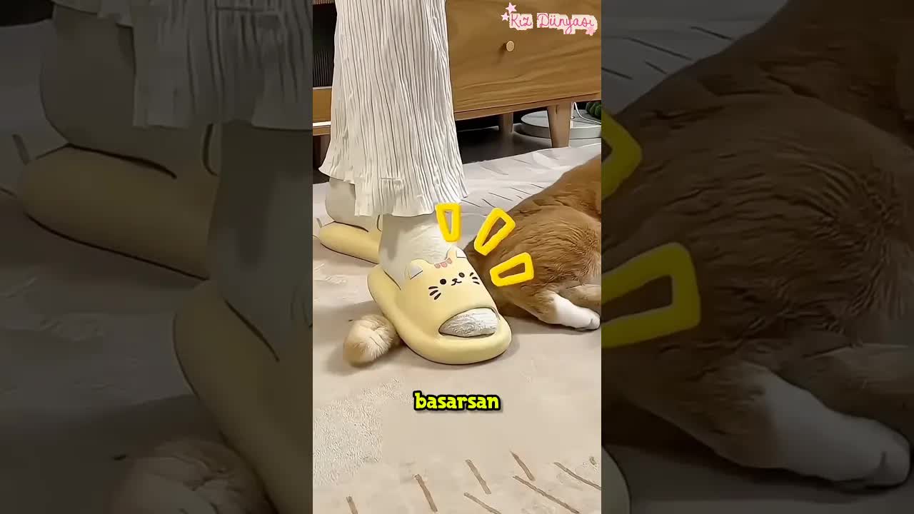 Bir Kediye Asla Özür Deme: Doğru Davranış Şu