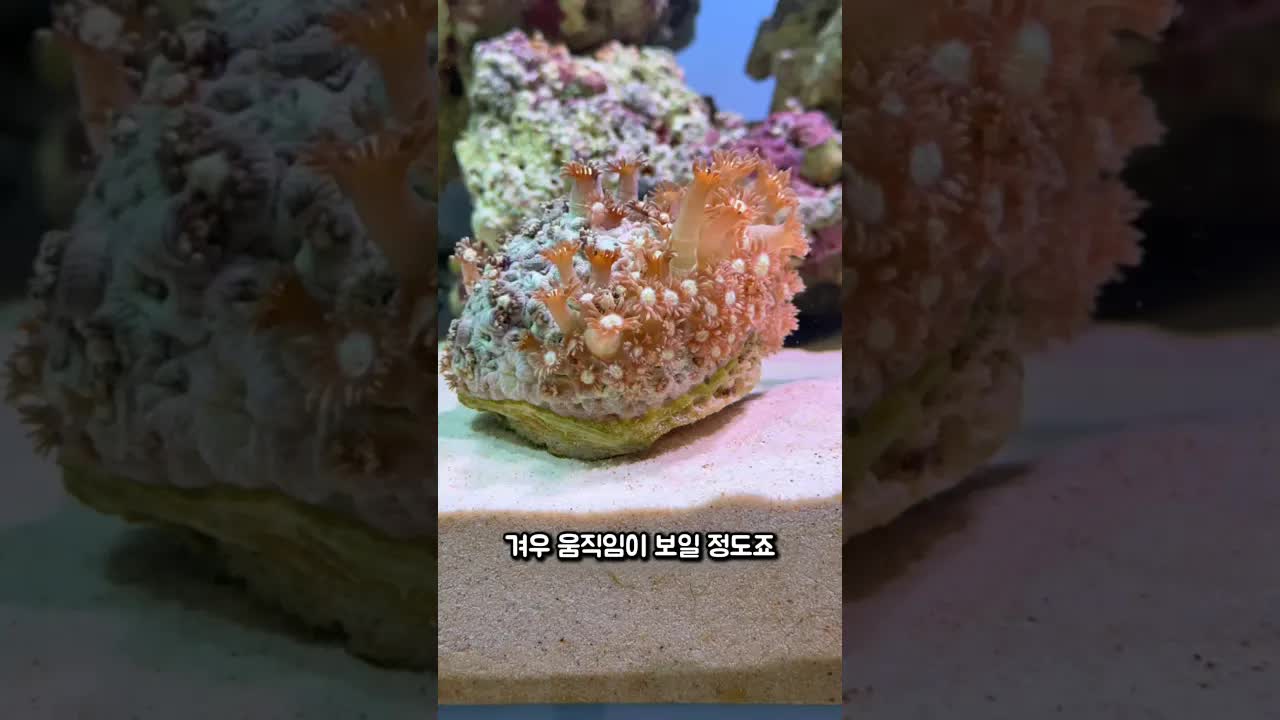 수족관에서 산호와 흰동가리가 필요한 이유