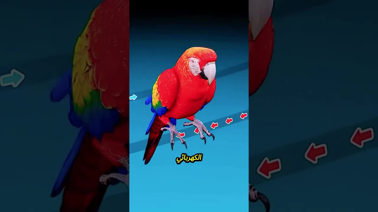 لماذا لا تصعق الطيور على أسلاك الكهرباء؟