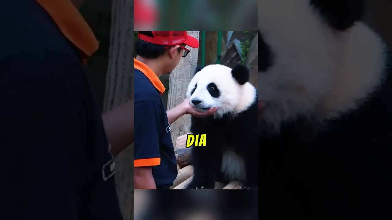 Panda Malaysia nakal kejar merak di China