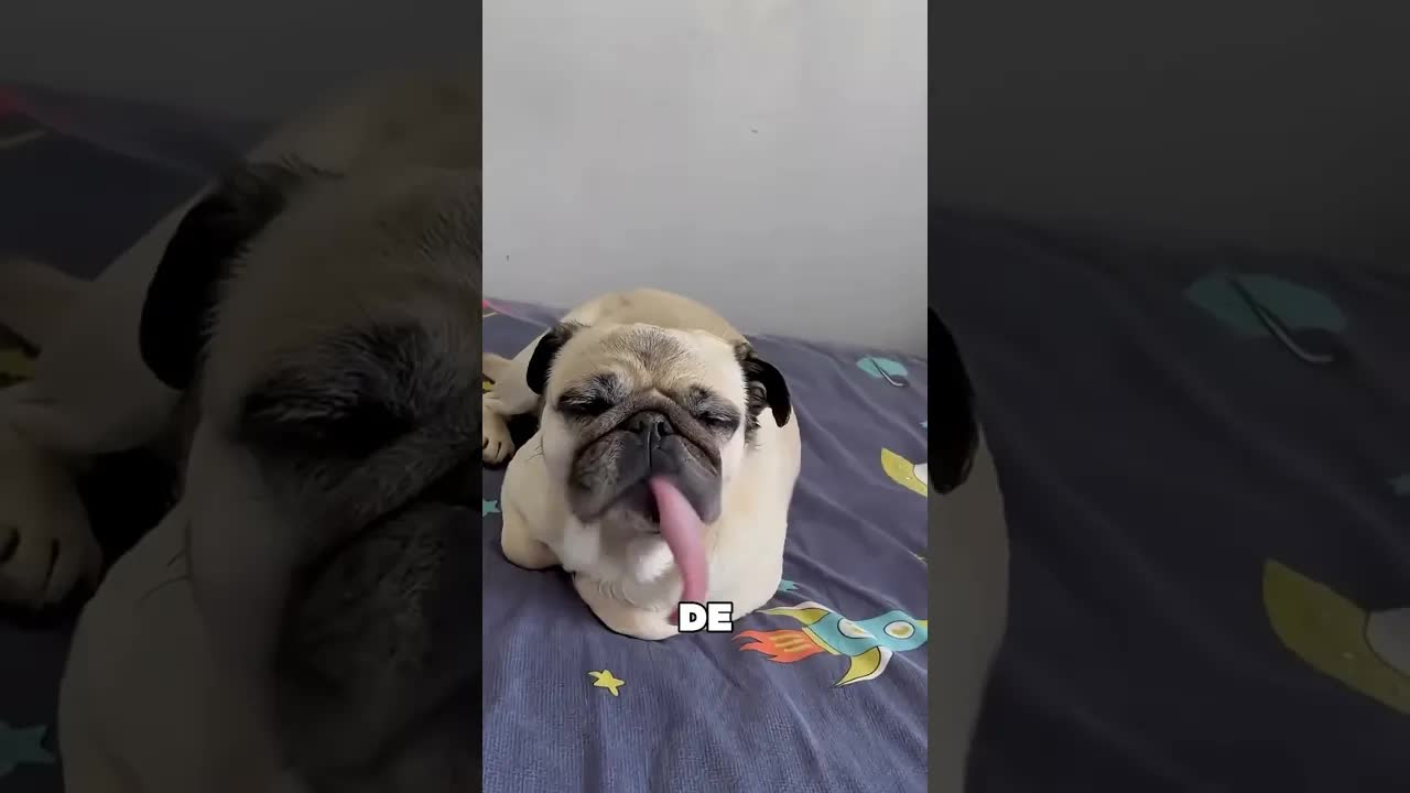 Hogyan tudhatod, hogy bízik benned a kutyád?