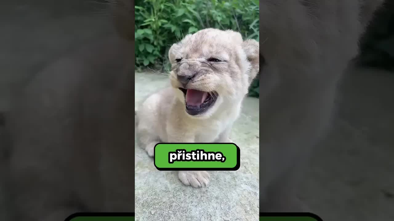 Zajímavá fakta o chování lvů v zoo