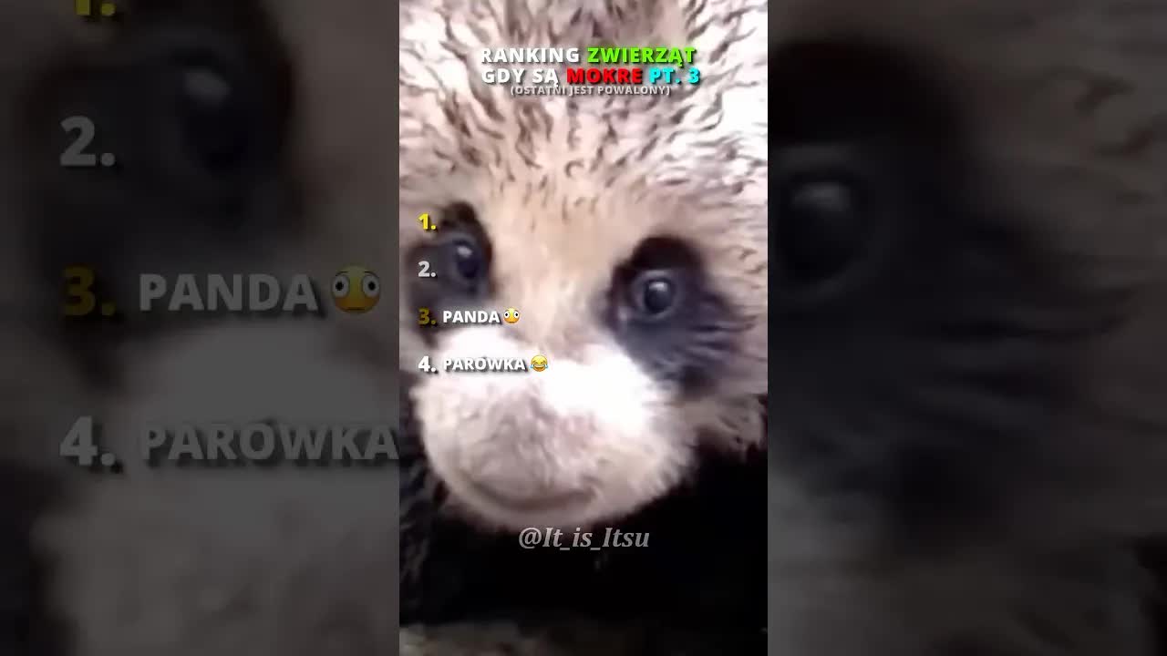Jak wyglądają mokre zwierzęta