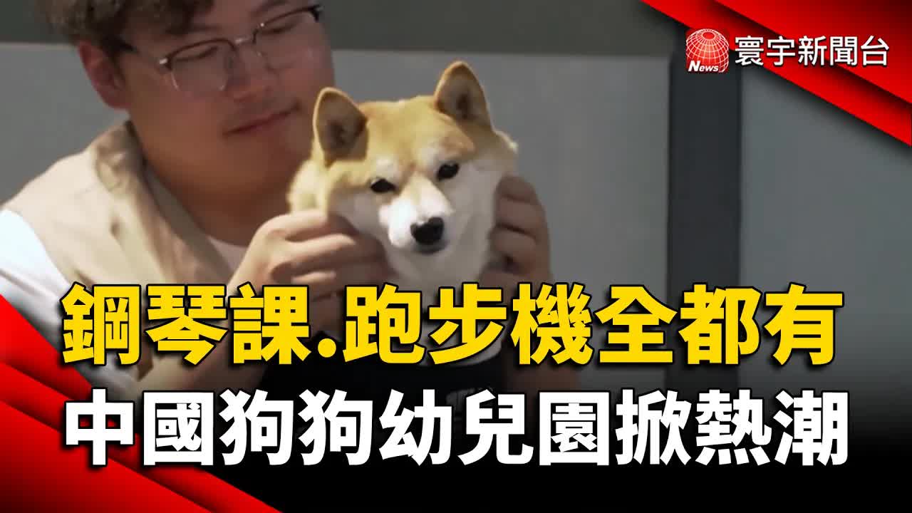 上海狗狗幼兒園掀起毛孩經濟熱潮