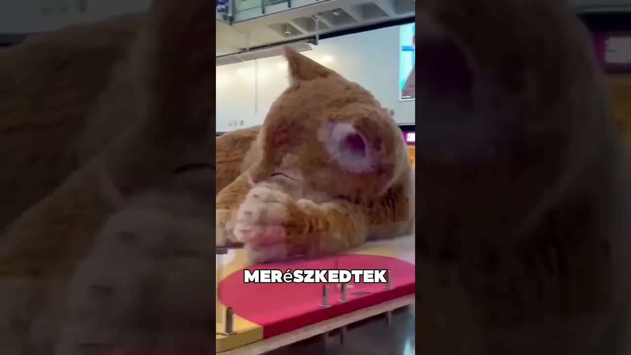 Az óriásmacska őrzi a boltot