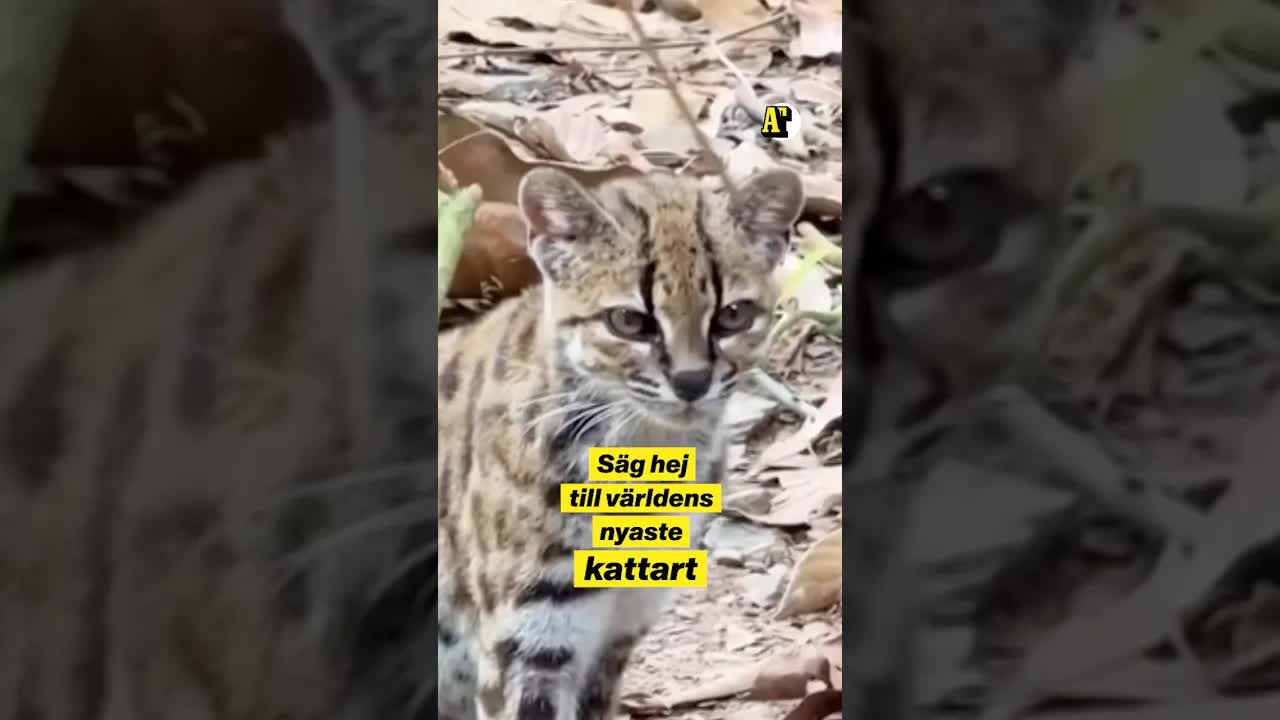 Världens nyaste kattart upptäckt i Bolivia
