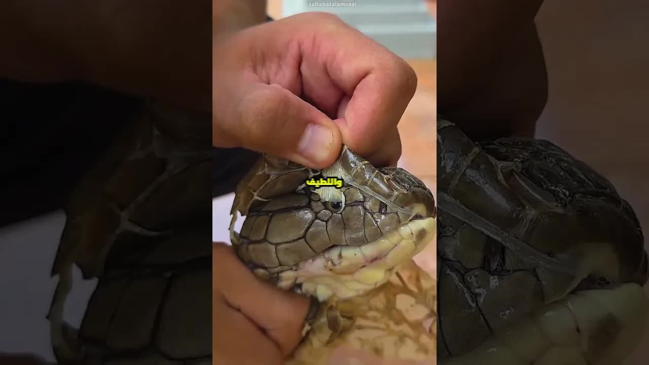 شاب يشرب ماء من فم كوبرا! علاقة غريبة