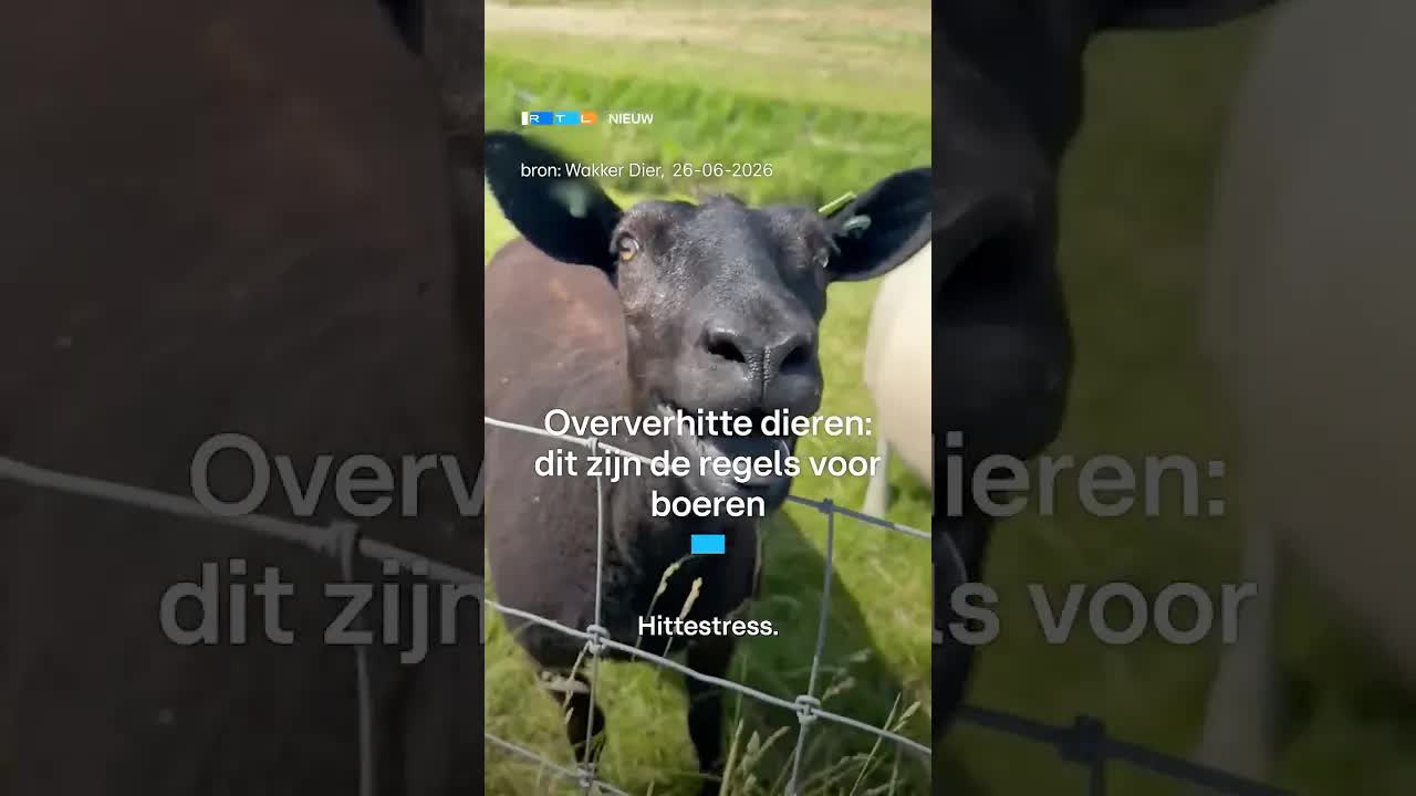 Hitte en dieren: wat boeren moeten doen