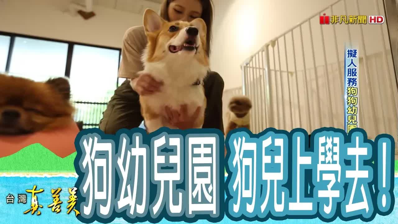 揭密台灣狗狗幼兒園的擬人化照護