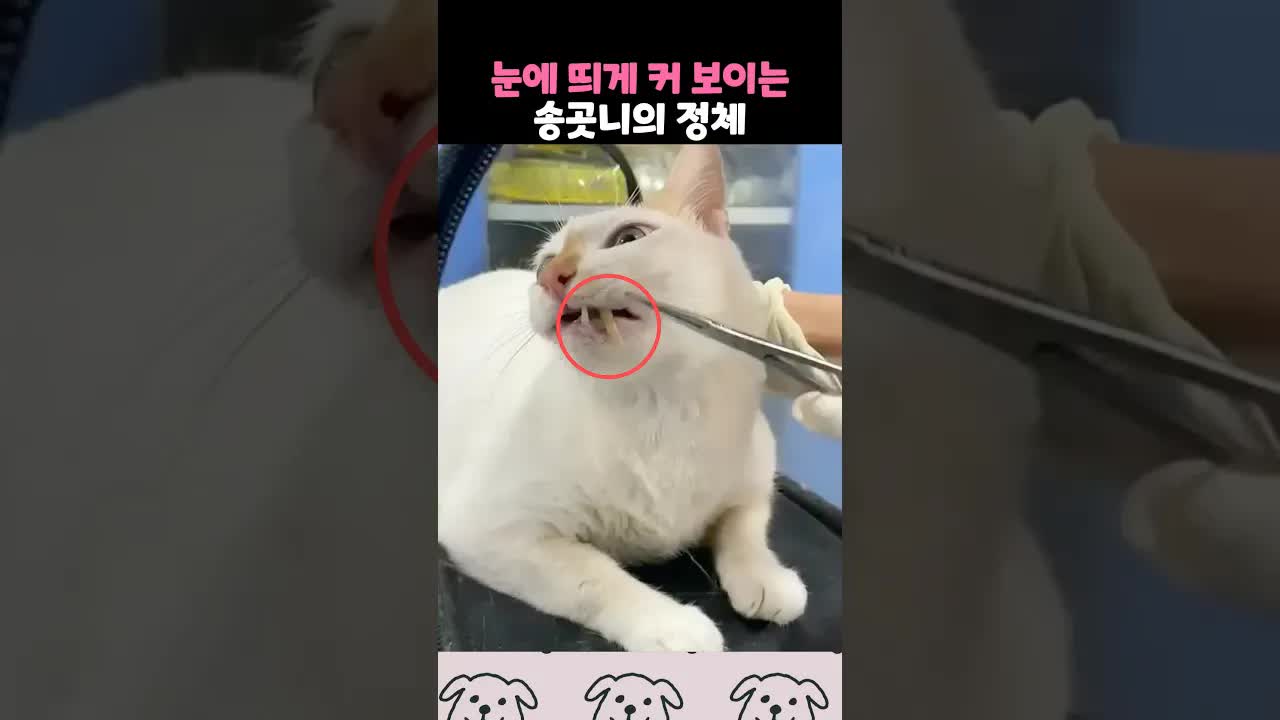 고양이 유치가 빠지는 자연스러운 현상