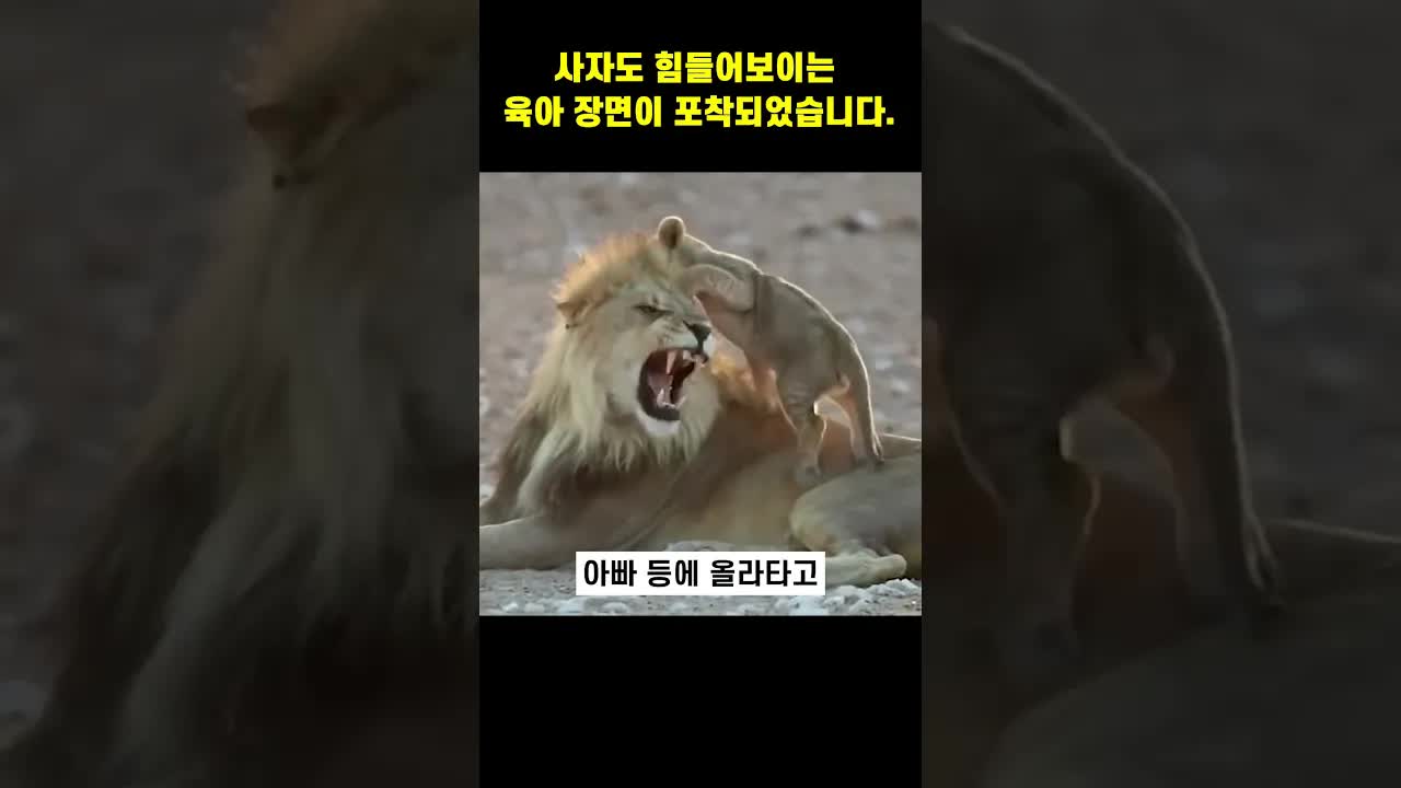 아기 사자가 아빠 사자와 장난치는 모습