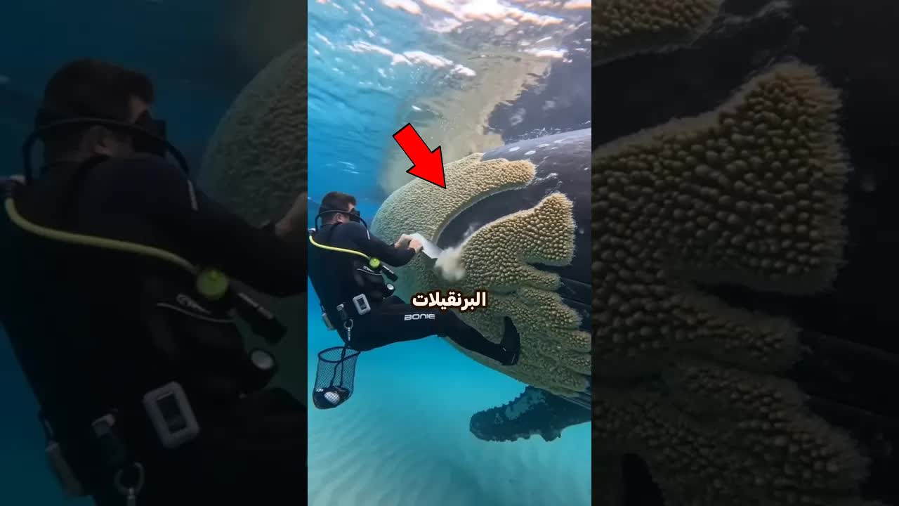 لماذا لا تُزال البرنقيلات من الحيتان الحدباء؟