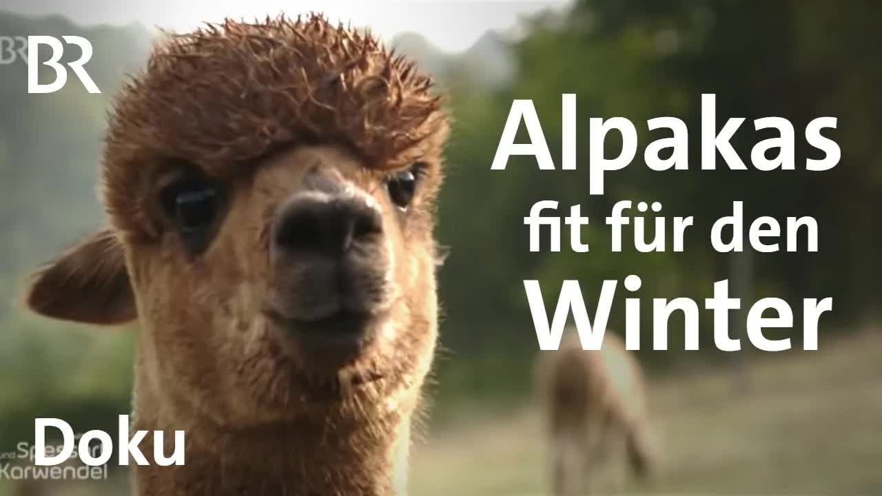 Alpakas im Taubertal: Umzug ins Winterquartier