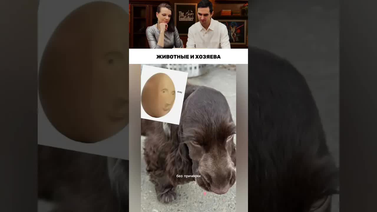 Похожи ли животные на своих хозяев?
