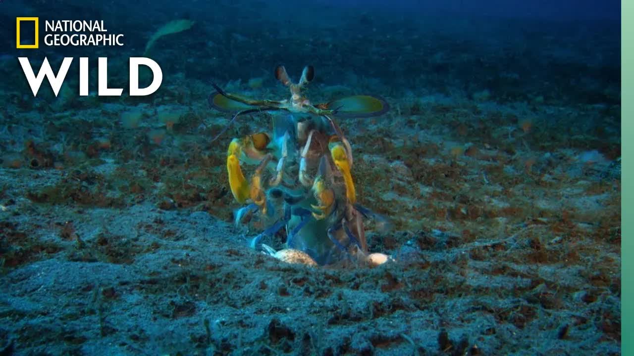 Mantis Shrimp vs Octopus Ocean Fight