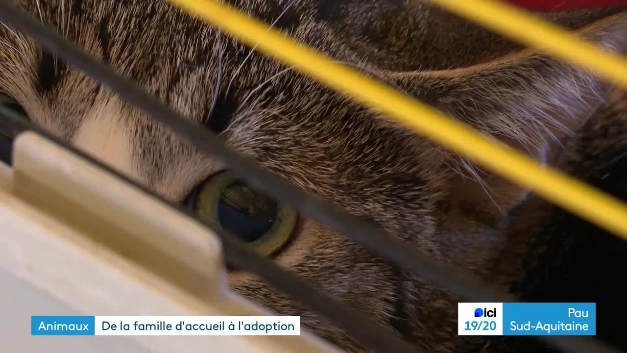 Adoption animale en famille d'accueil en Béarn