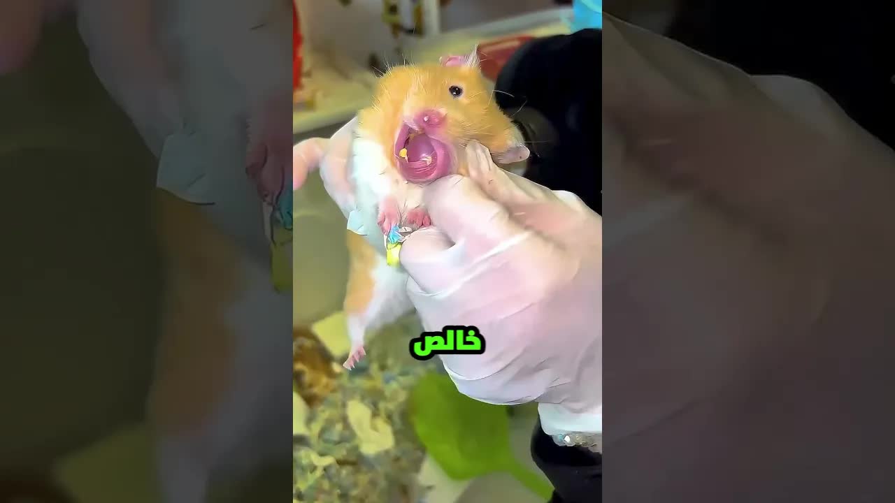 الهامستر خبى صغيرها في بقها