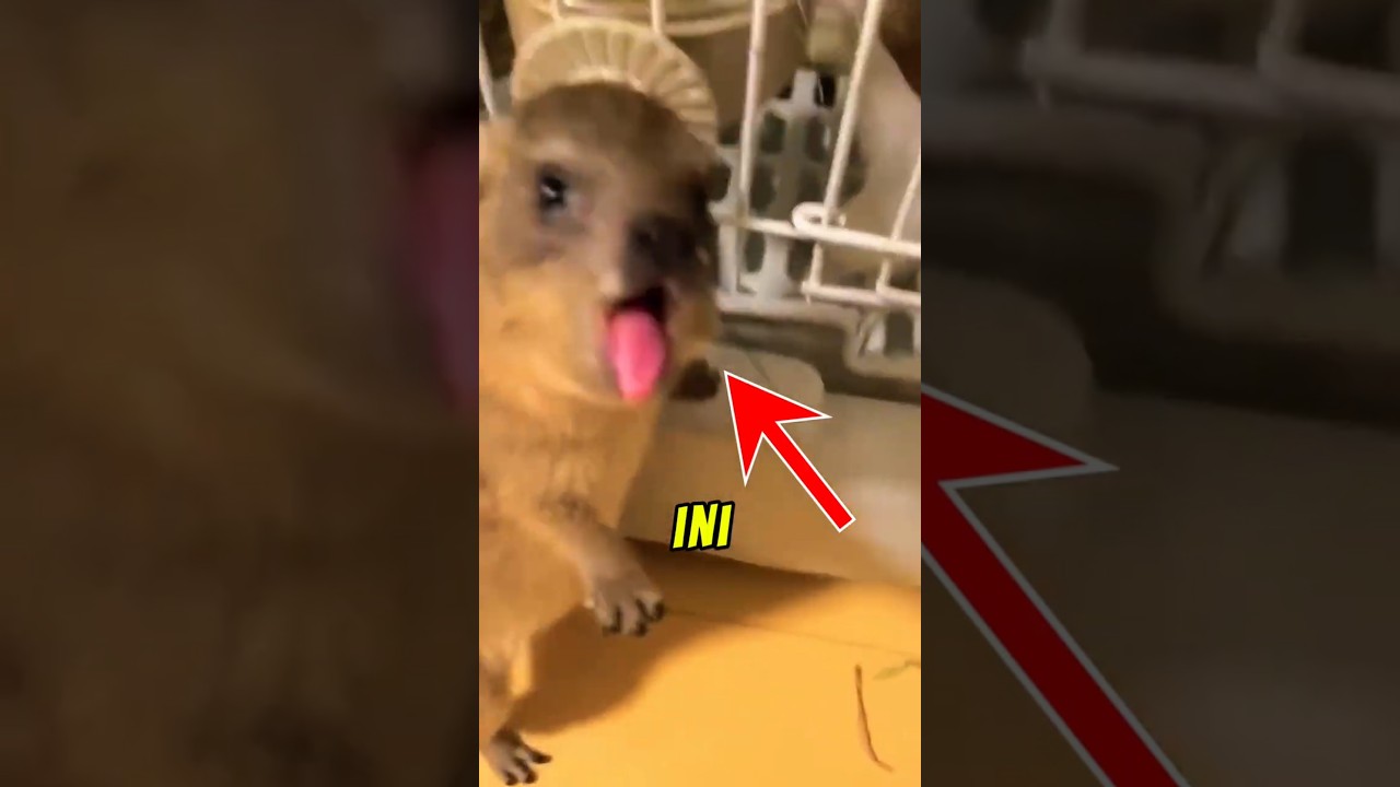 Fakta Unik Tentang Hyrax atau Wabar
