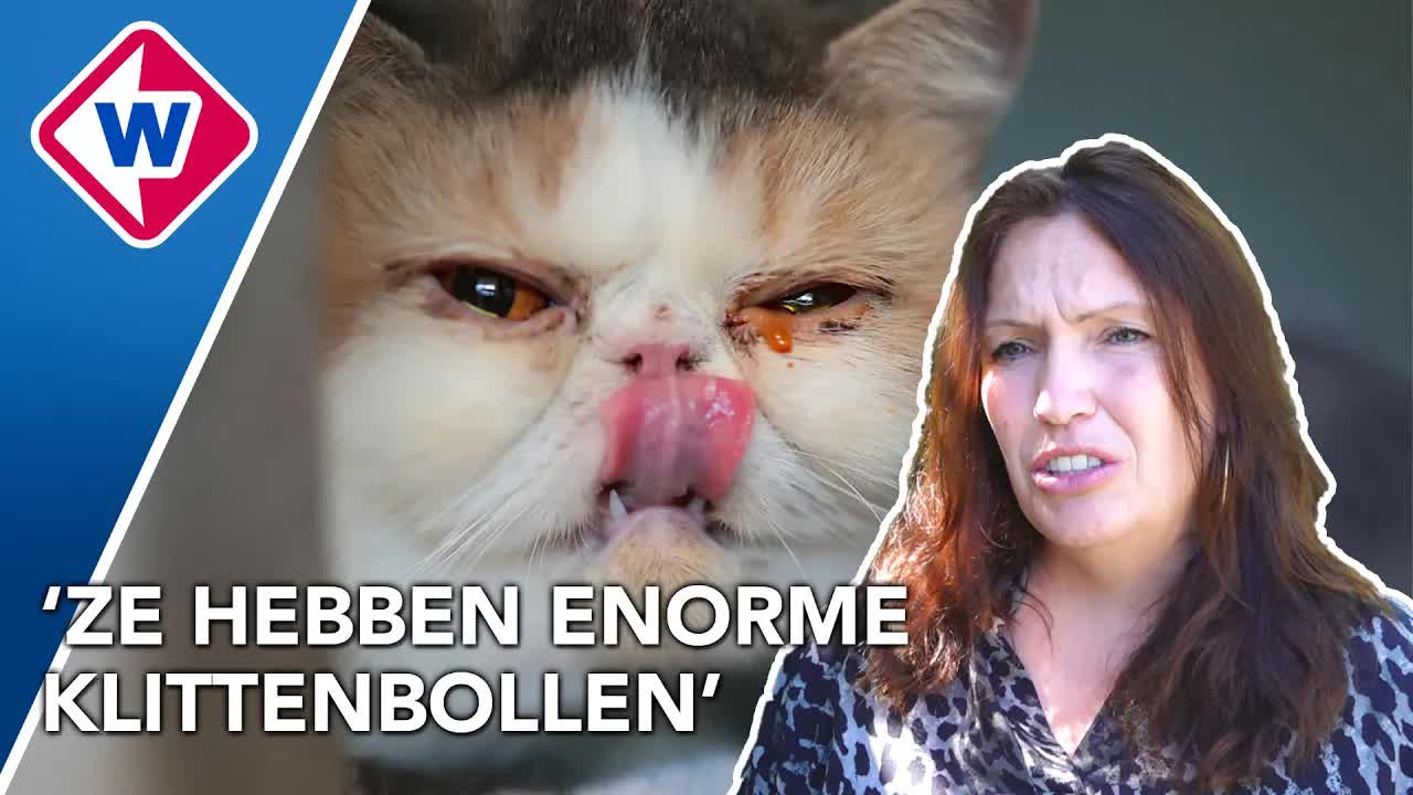 21 verwaarloosde katten gered uit woning