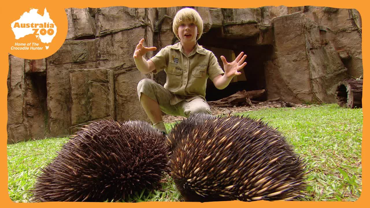 Robert Irwin's Interactive Tour of Australia Zoo