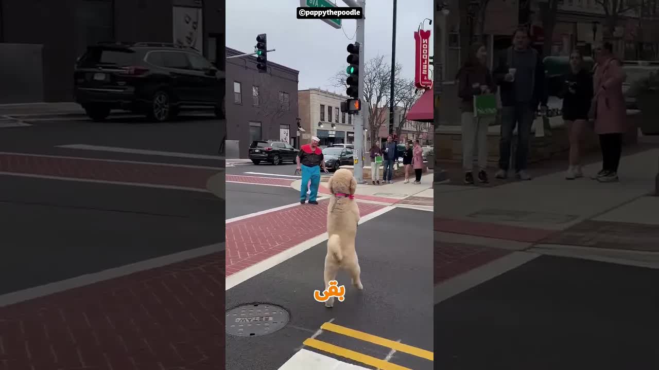 كلب يمشي على رجليه يصبح نجم على يوتيوب