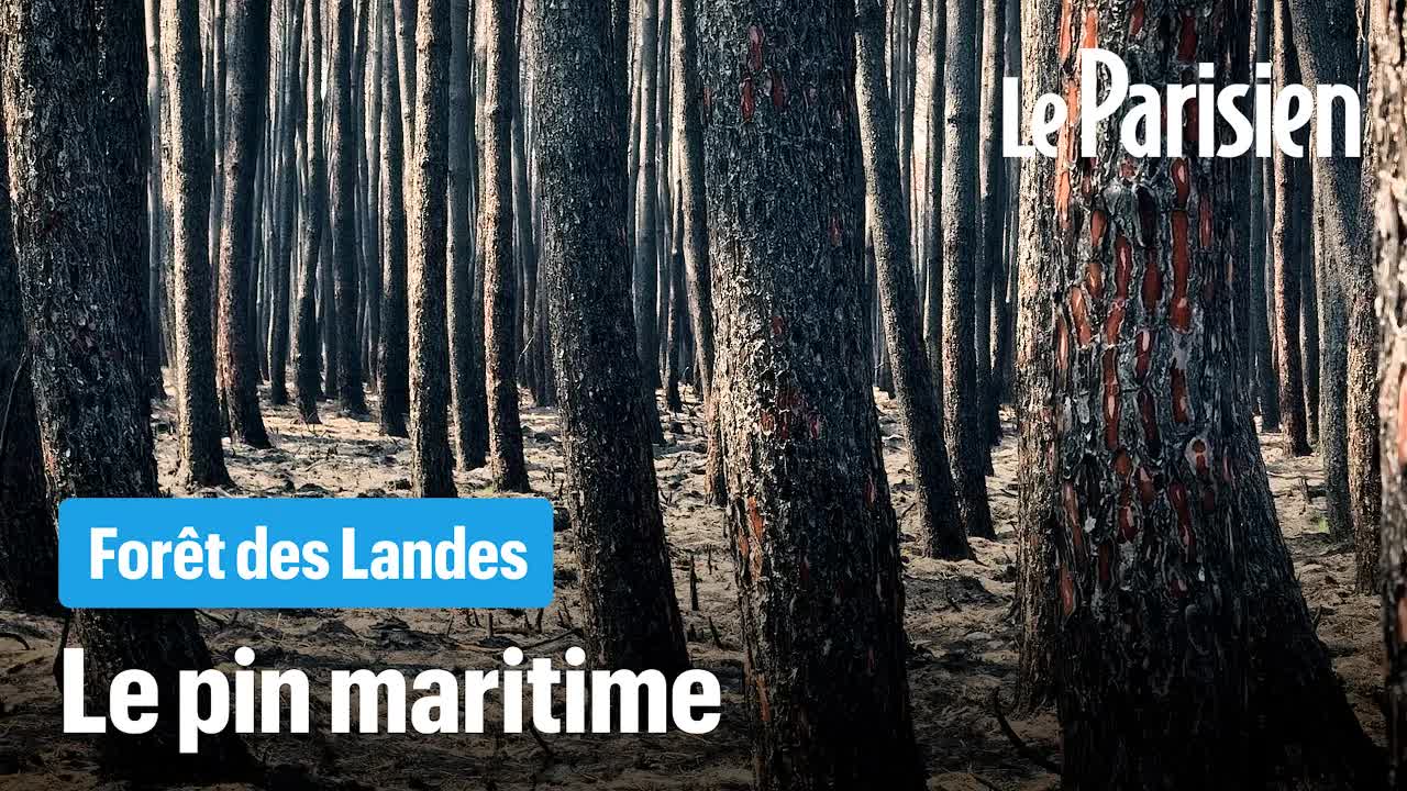 Pourquoi le pin maritime reste replanté malgré les feux