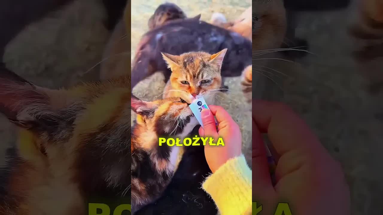 Koty dostały drewniany domek nad jeziorkiem