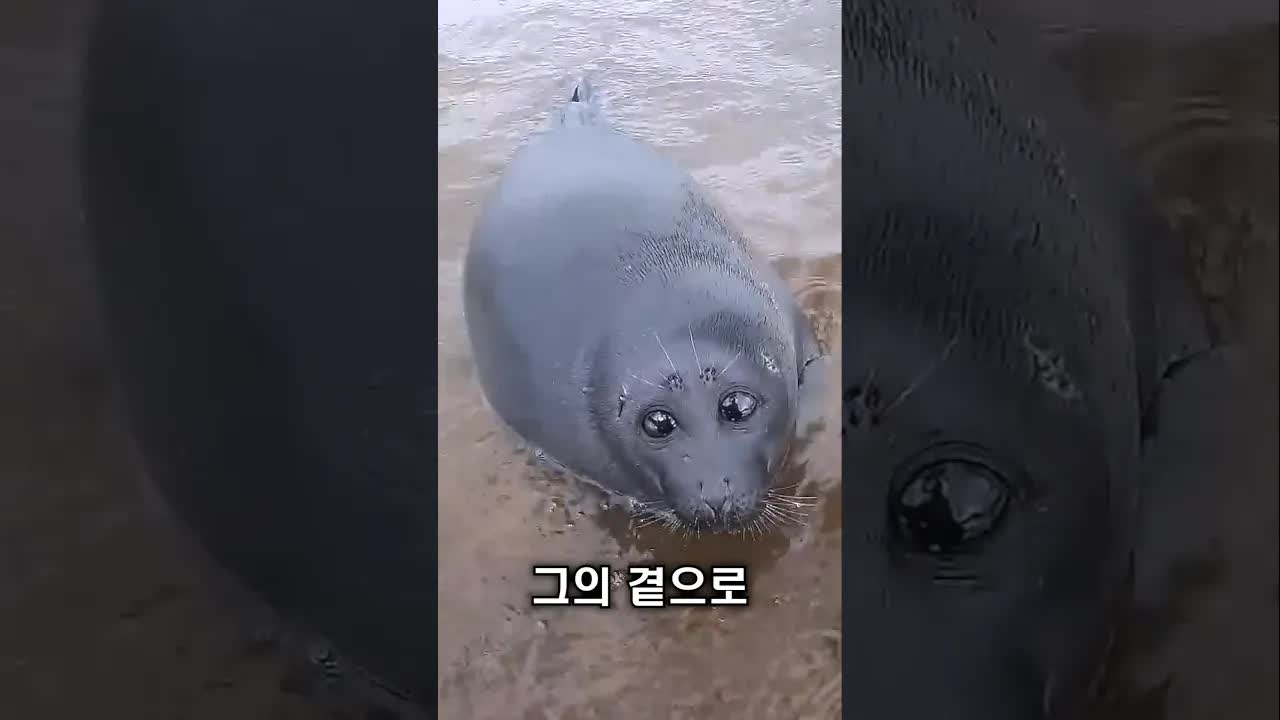 바다표범의 구조 이야기