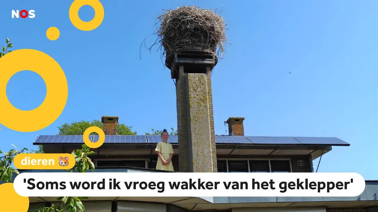 Het komst van de ooievaars in Nederland