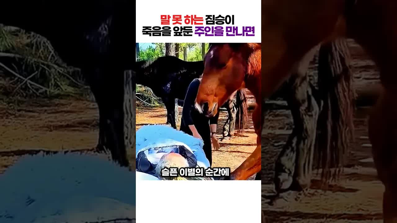 호스피스 할머니와 말들의 마지막 작별 인사