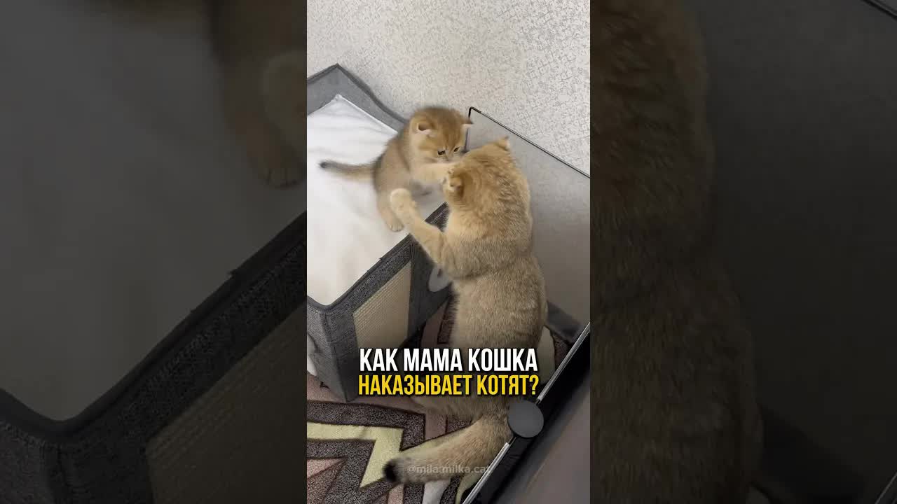 Как мама-кошка наказывает котят