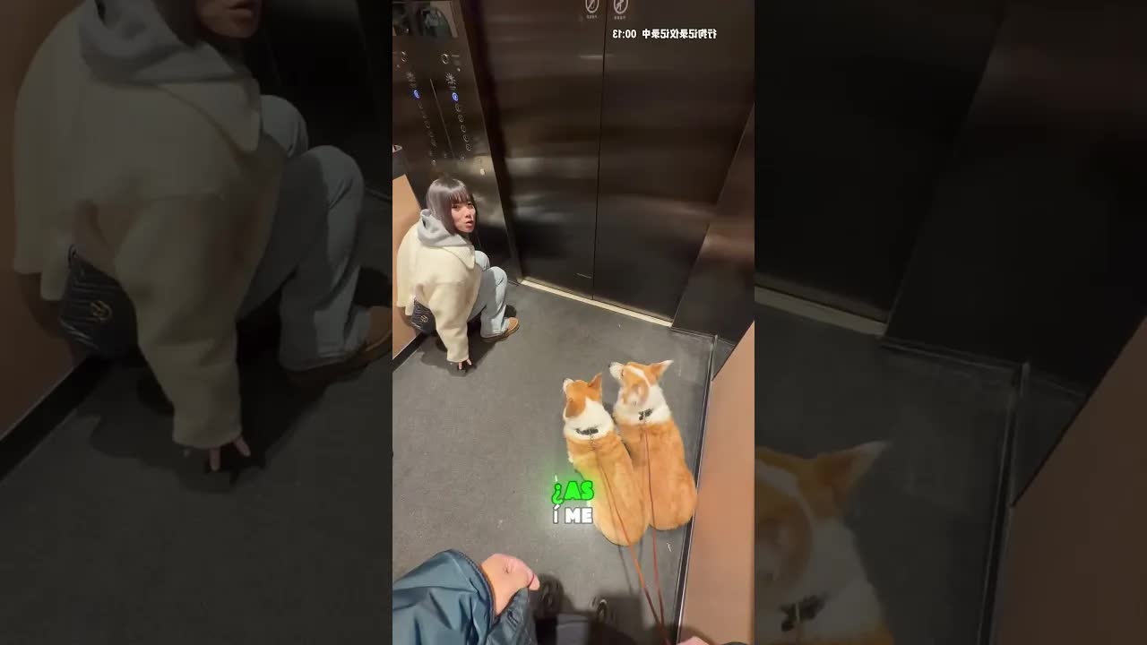 El perro se sienta en el ascensor
