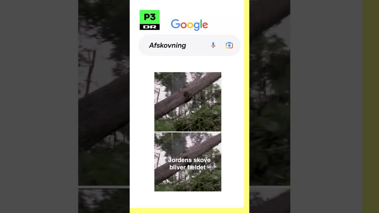 Ny EU-lov kan redde verdens skove