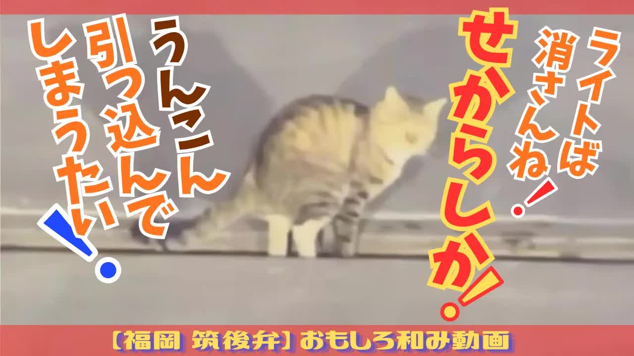猫の日常を筑後弁でアテレコ