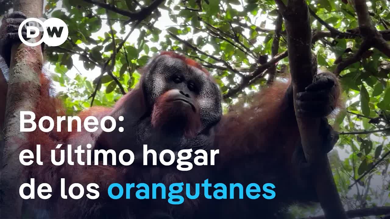 La lucha por salvar a los orangutanes de Borneo