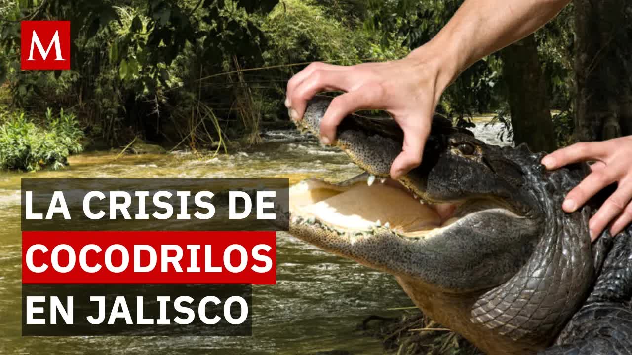 La crisis de los cocodrilos en Jalisco
