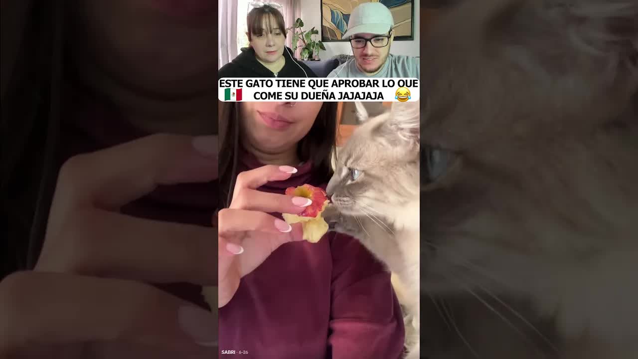 Este gato aprueba lo que come su dueña
