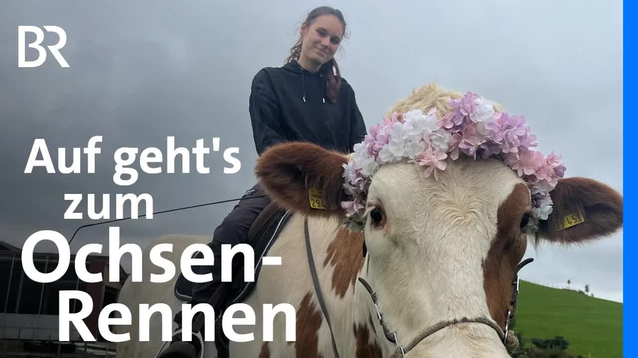 Johanna und ihr Ochse Louis beim Ochsenrennen