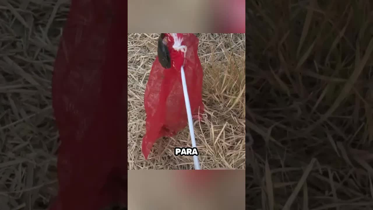 Rescate de gatito atrapado en zanja