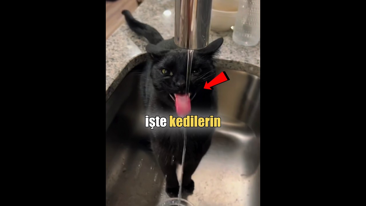 Kediler Neden Köpeklerden Daha Zeki?