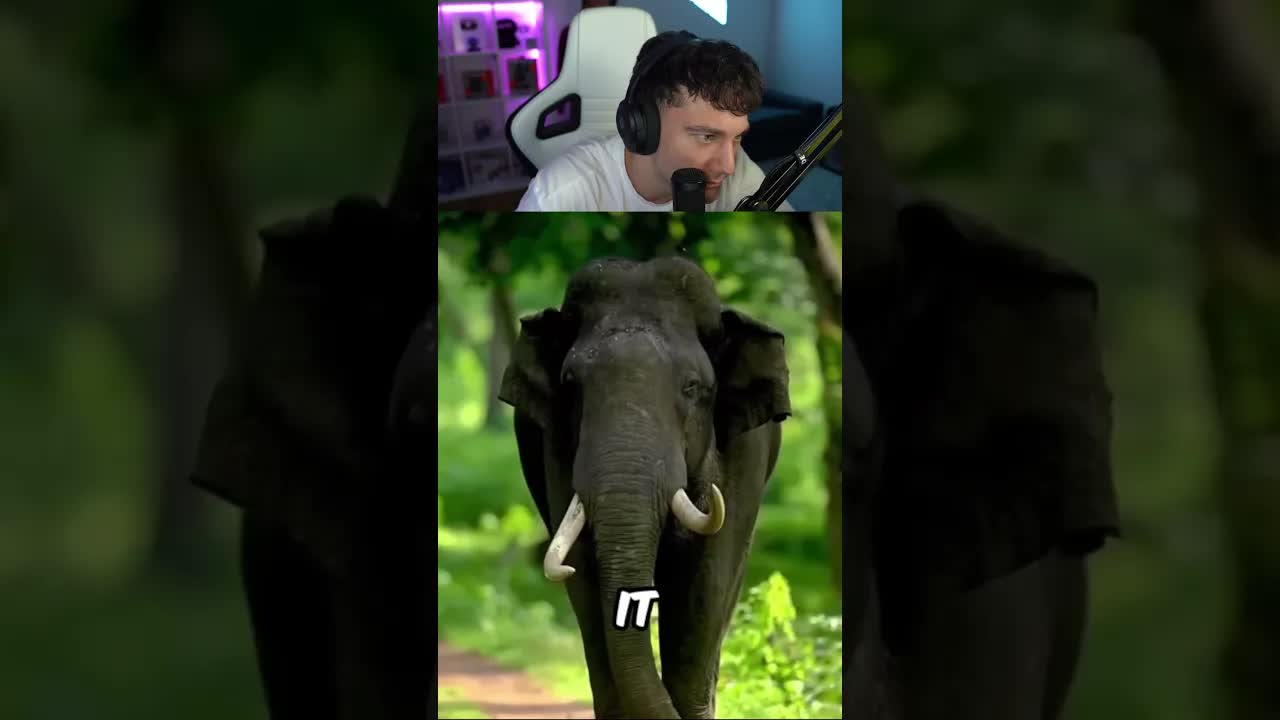 Jak by vypadala zvířata bez krku?