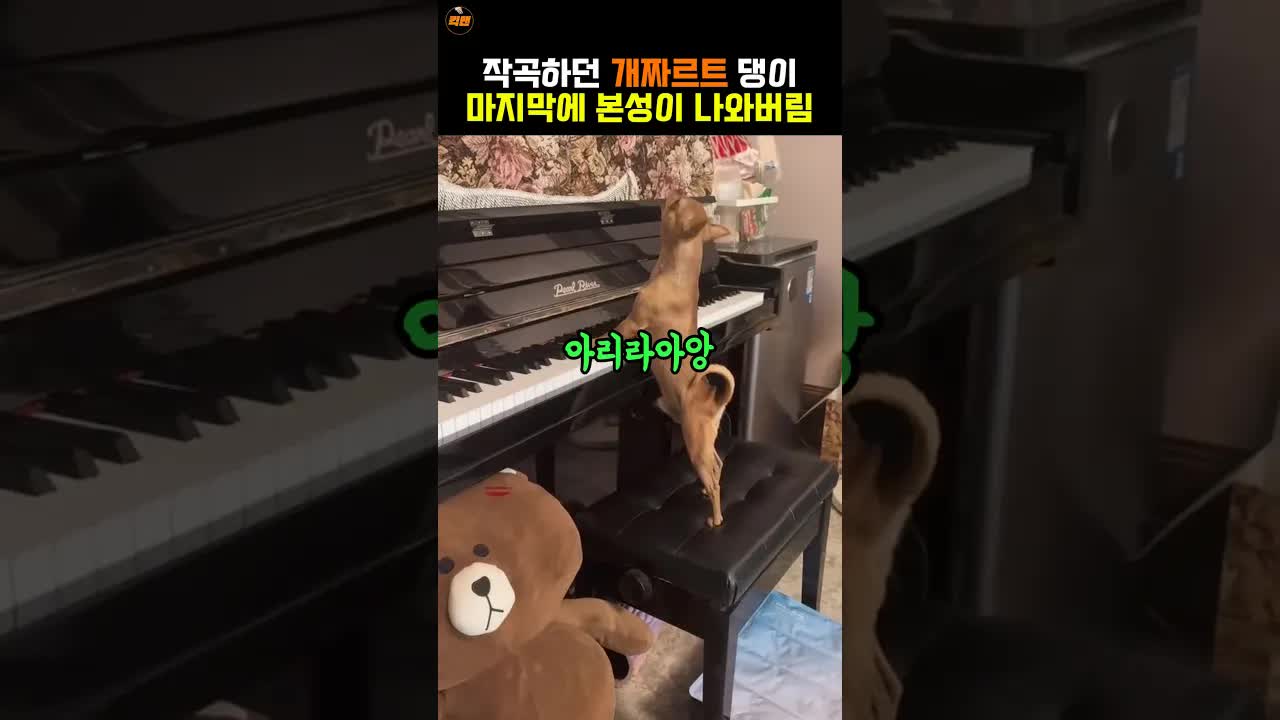 피아노 치며 노래하는 귀여운 강아지