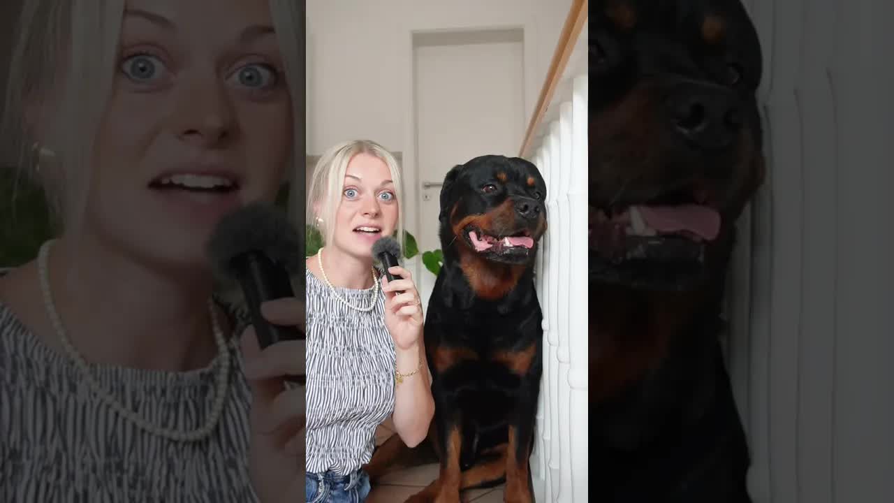 Drei Eigenschaften, die mein Hund nicht hat