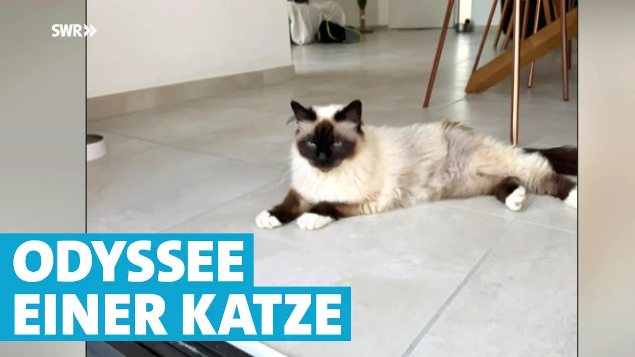 Vermisste Katze findet den Weg nach Hause