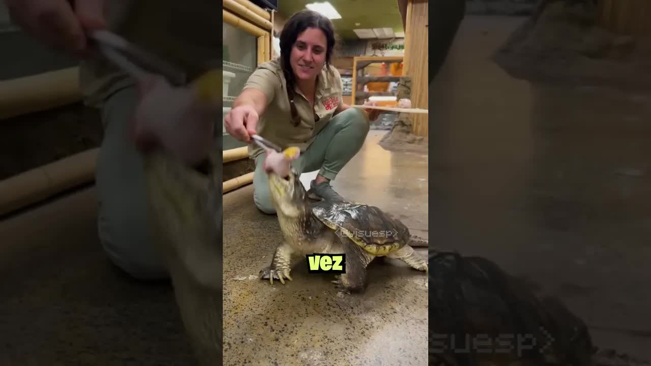 Cómo sujetar a una tortuga mordedora con seguridad