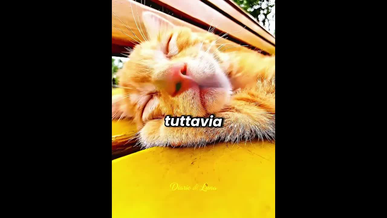 La gattina che sembrava morta si sveglia