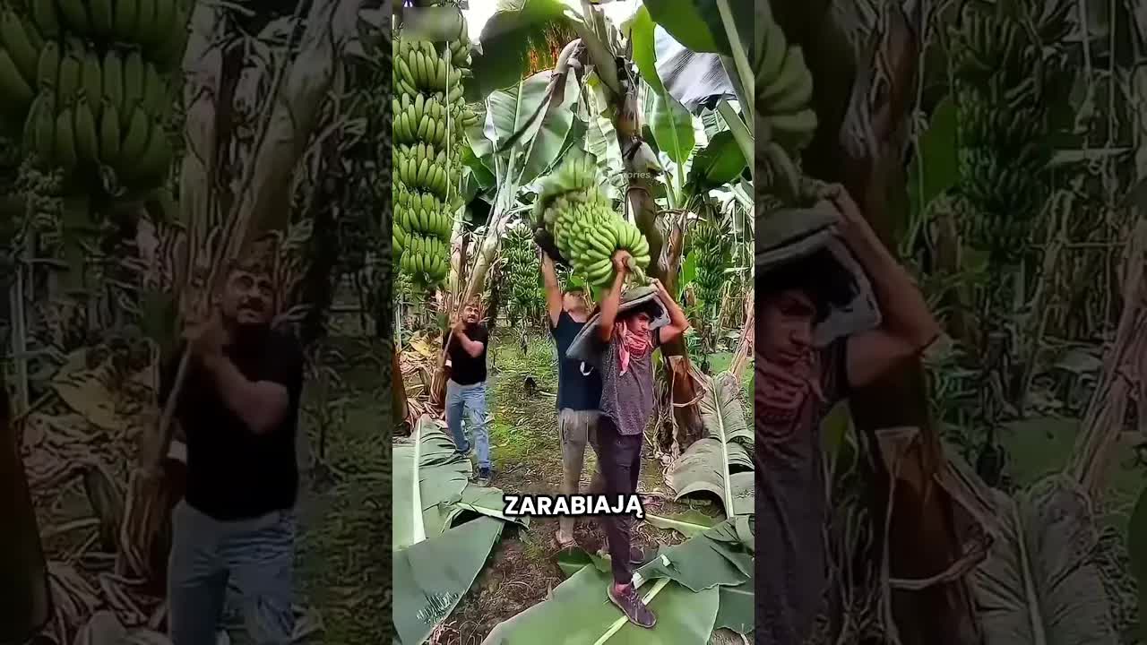 Dlaczego w Tajlandii uprawia się banany dla liści?